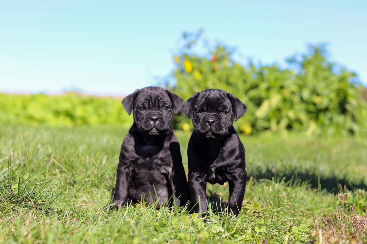 Cane Corso Puppies breeder image 8