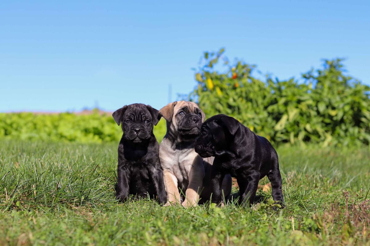 Cane Corso Puppies breeder image 9