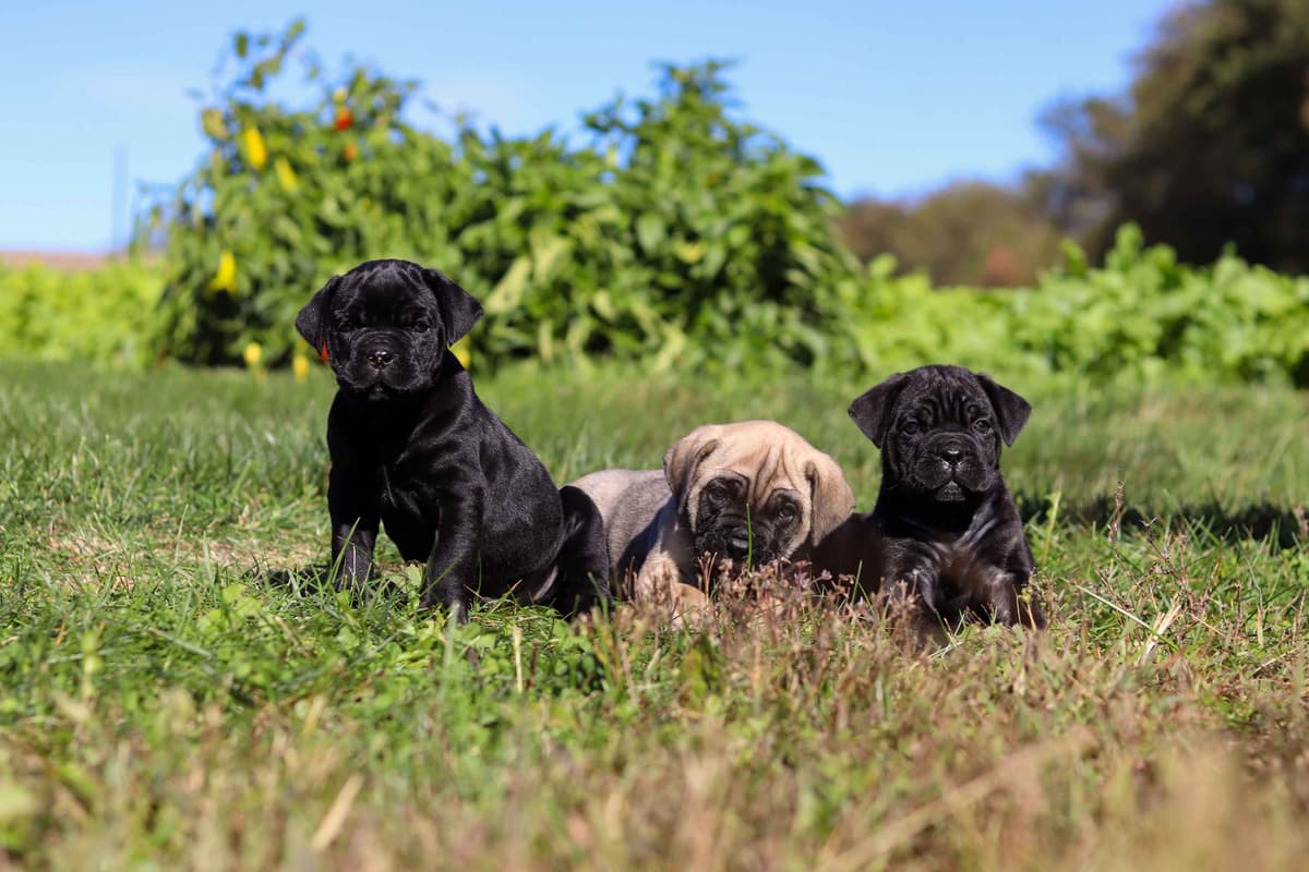 Cane Corso Puppies breeder image 10