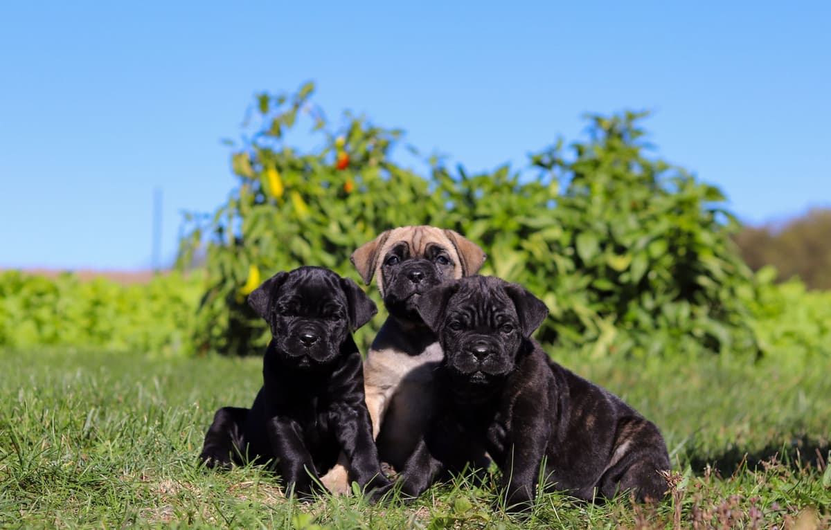 Cane Corso Puppies breeder image 11