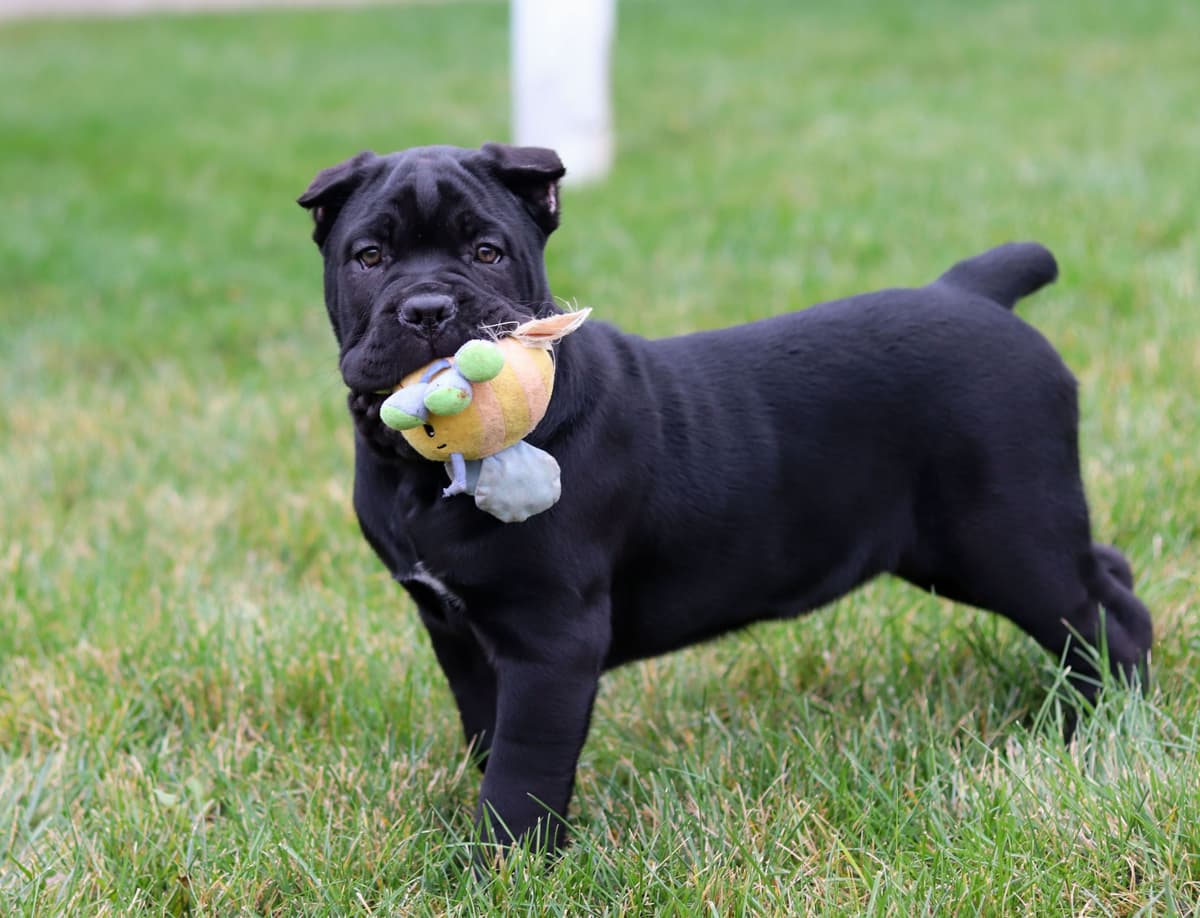 Cane Corso Puppies breeder image 13