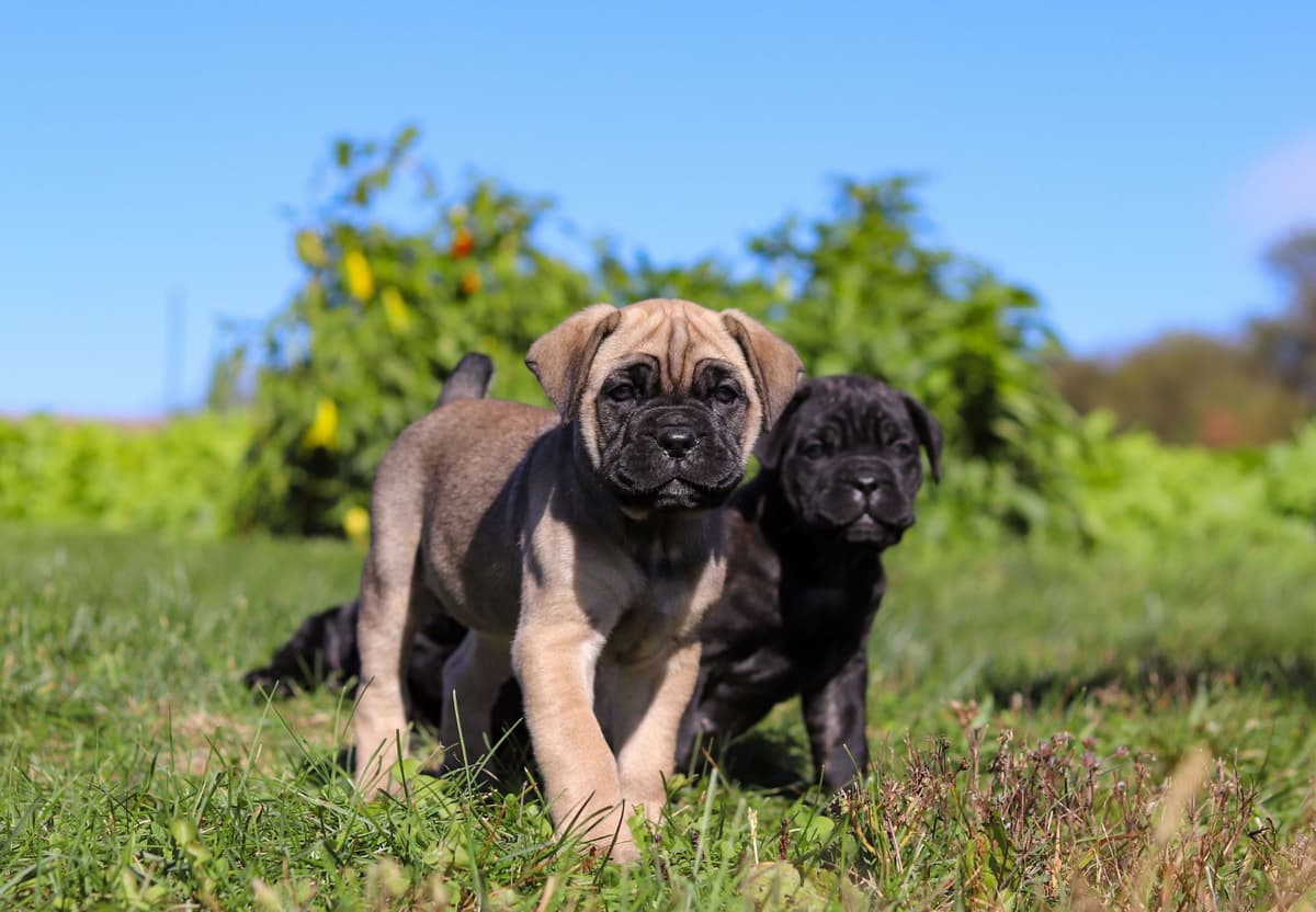 Cane Corso Puppies breeder image 14