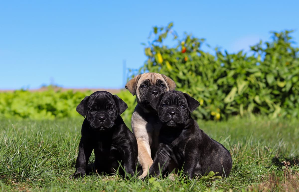 Cane Corso Puppies breeder image 17