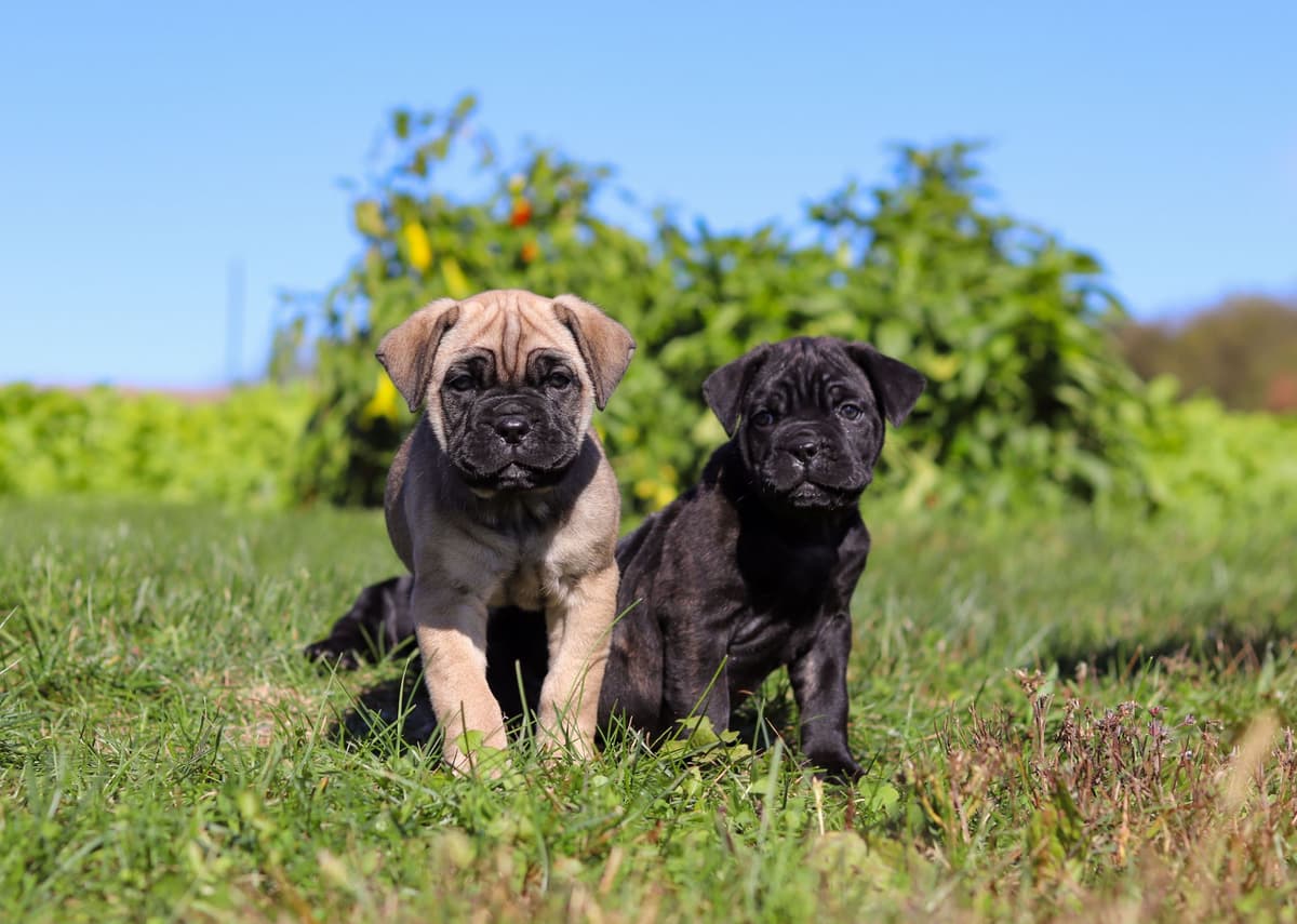 Cane Corso Puppies breeder image 16