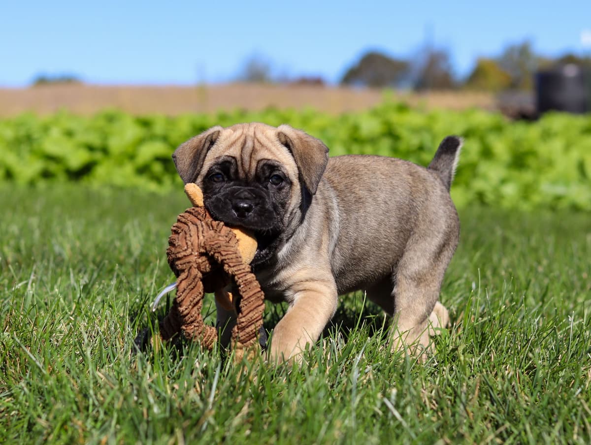 Cane Corso Puppies breeder image 15