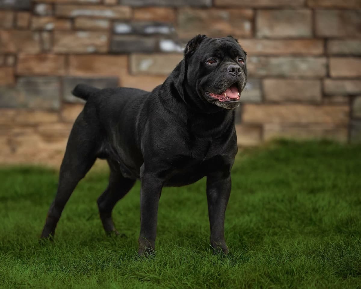 Cane Corso Puppies breeder image 18