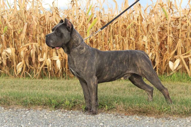 Cane Corso Puppies media 6