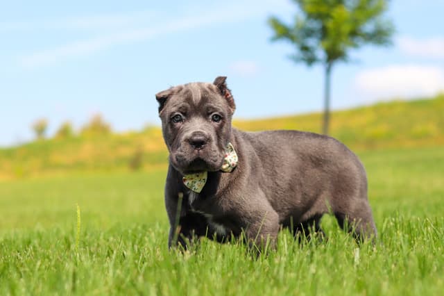 Cane Corso Puppies media 9