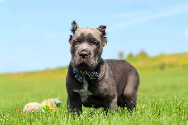 Cane Corso Puppies media 3