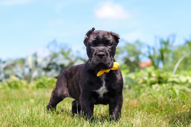 Cane Corso Puppies media 11