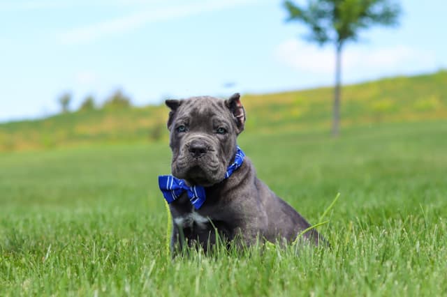 Cane Corso Puppies media 19