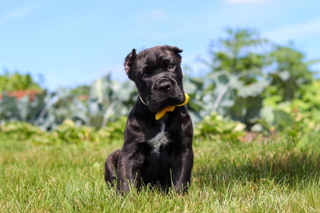 Cane Corso Puppies media 15