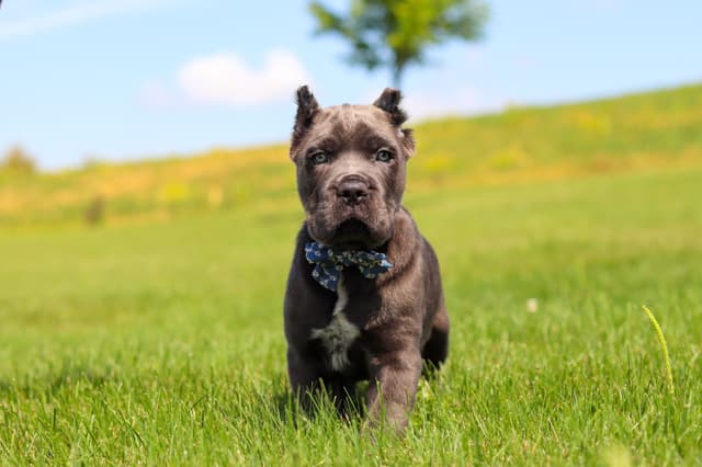 Cane Corso Puppies media 4