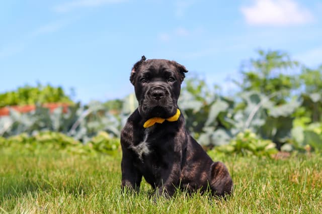Cane Corso Puppies media 12