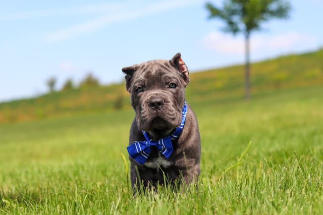 Cane Corso Puppies media 10