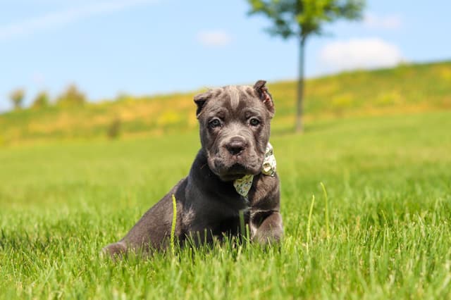 Cane Corso Puppies media 14