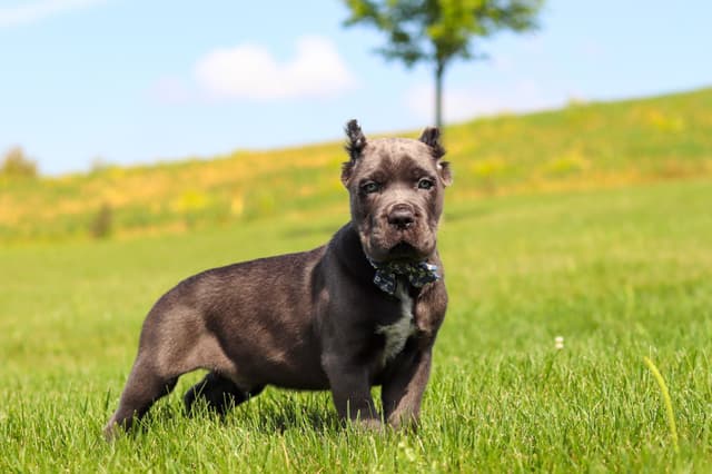 Cane Corso Puppies media 16
