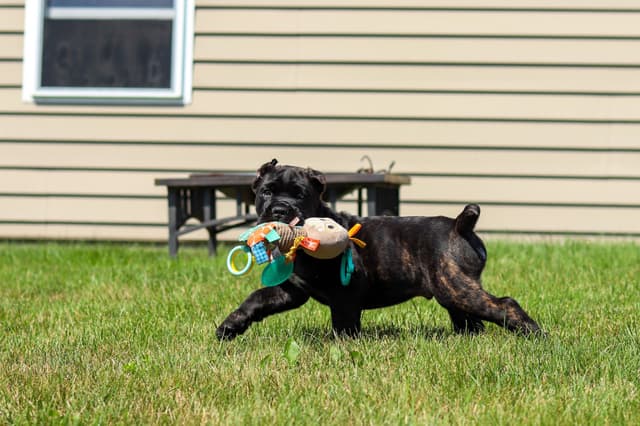 Cane Corso Puppies media 18