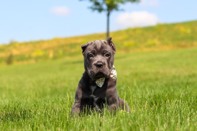 Cane Corso Puppies media 13