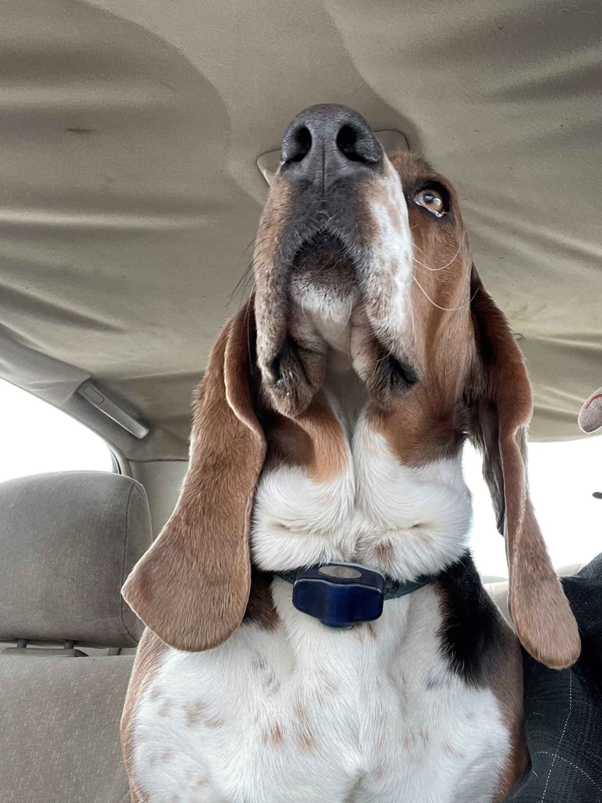 Basset Hound Puppies breeder image 1
