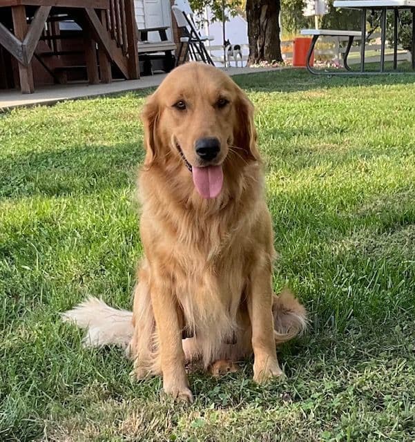 Light Golden Retriever Puppies breeder image 1
