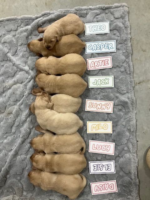 Light Golden Retriever Puppies media 9
