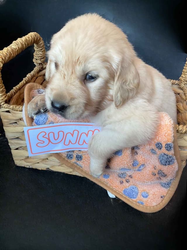 Light Golden Retriever Puppies media 2