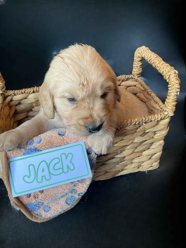 Light Golden Retriever Puppies media 3