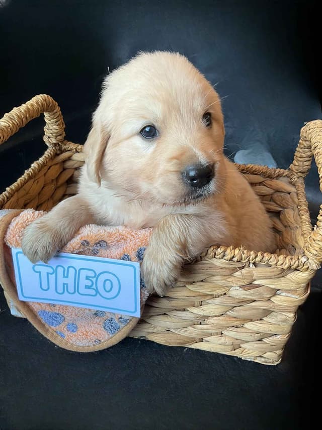 Light Golden Retriever Puppies media 4