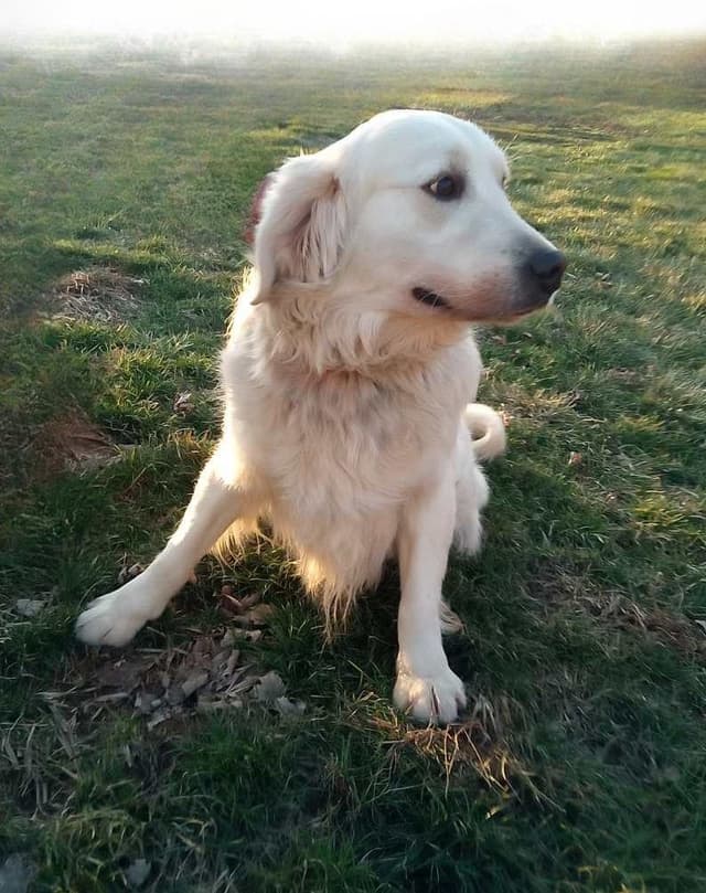 Light Golden Retriever Puppies media 11