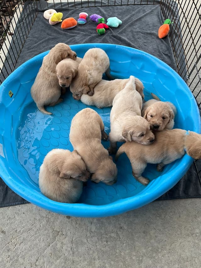 Light Golden Retriever Puppies media 8