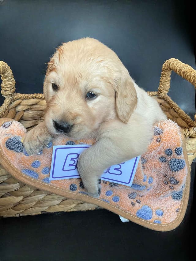 Light Golden Retriever Puppies media 5
