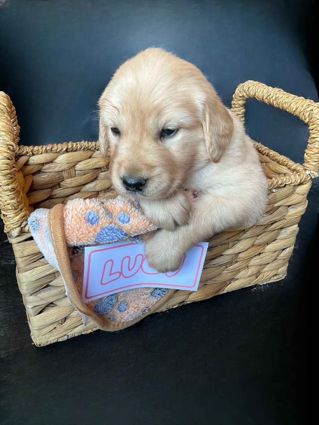 Light Golden Retriever Puppies media 6