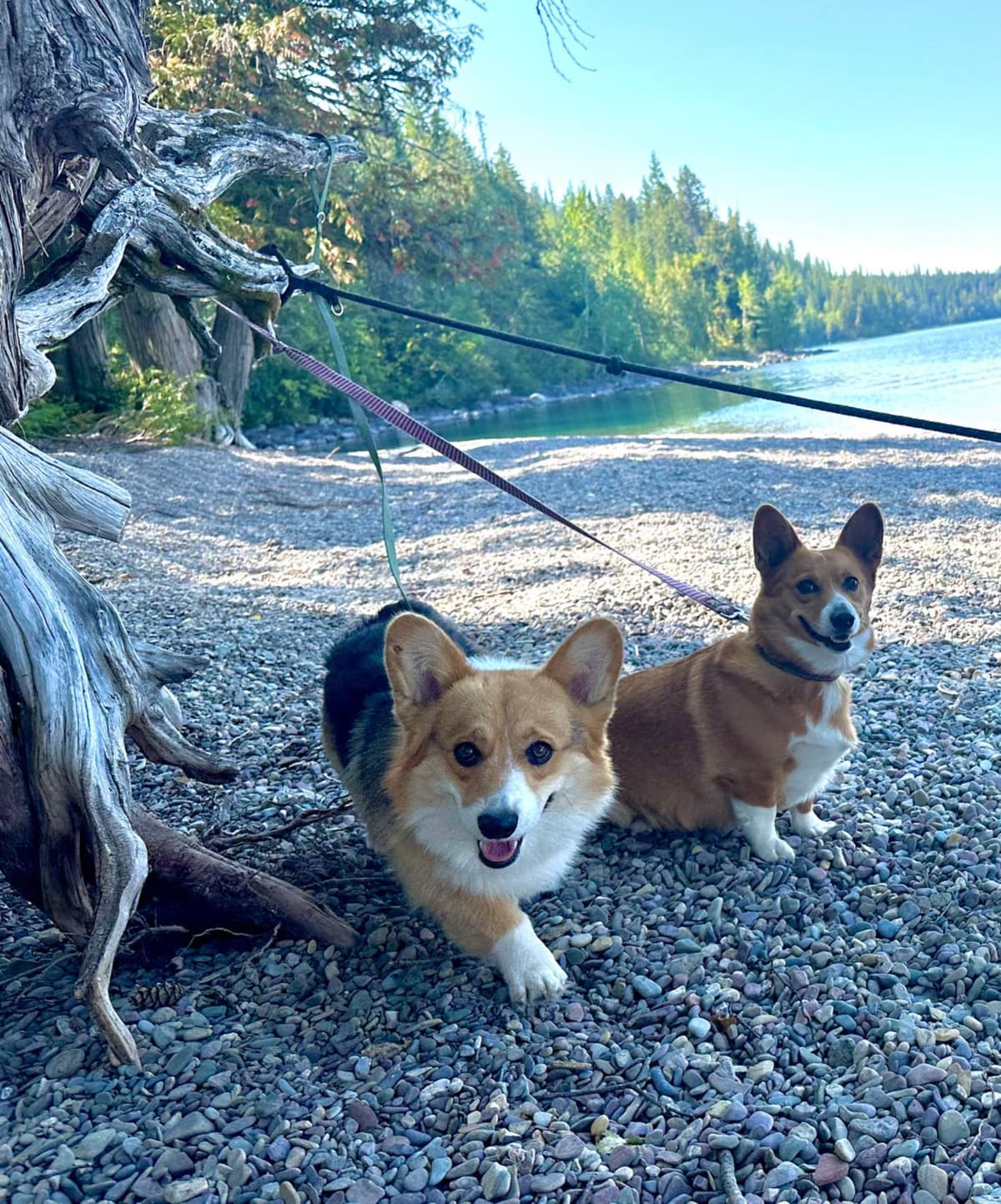 Pembroke Welsh Corgi Puppies breeder image 1