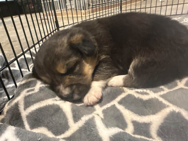 Pembroke Welsh Corgi Puppies media 2