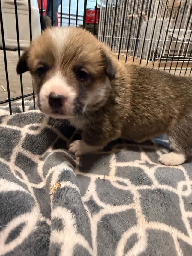 Pembroke Welsh Corgi Puppies media 4