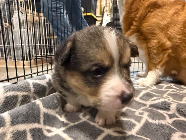 Pembroke Welsh Corgi Puppies media 5