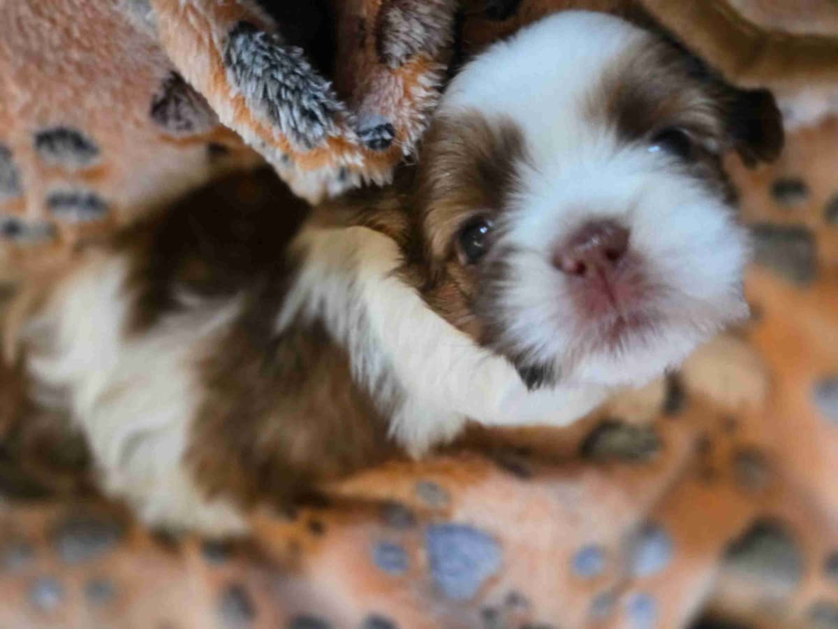 Shih Tzu Puppies breeder image 1
