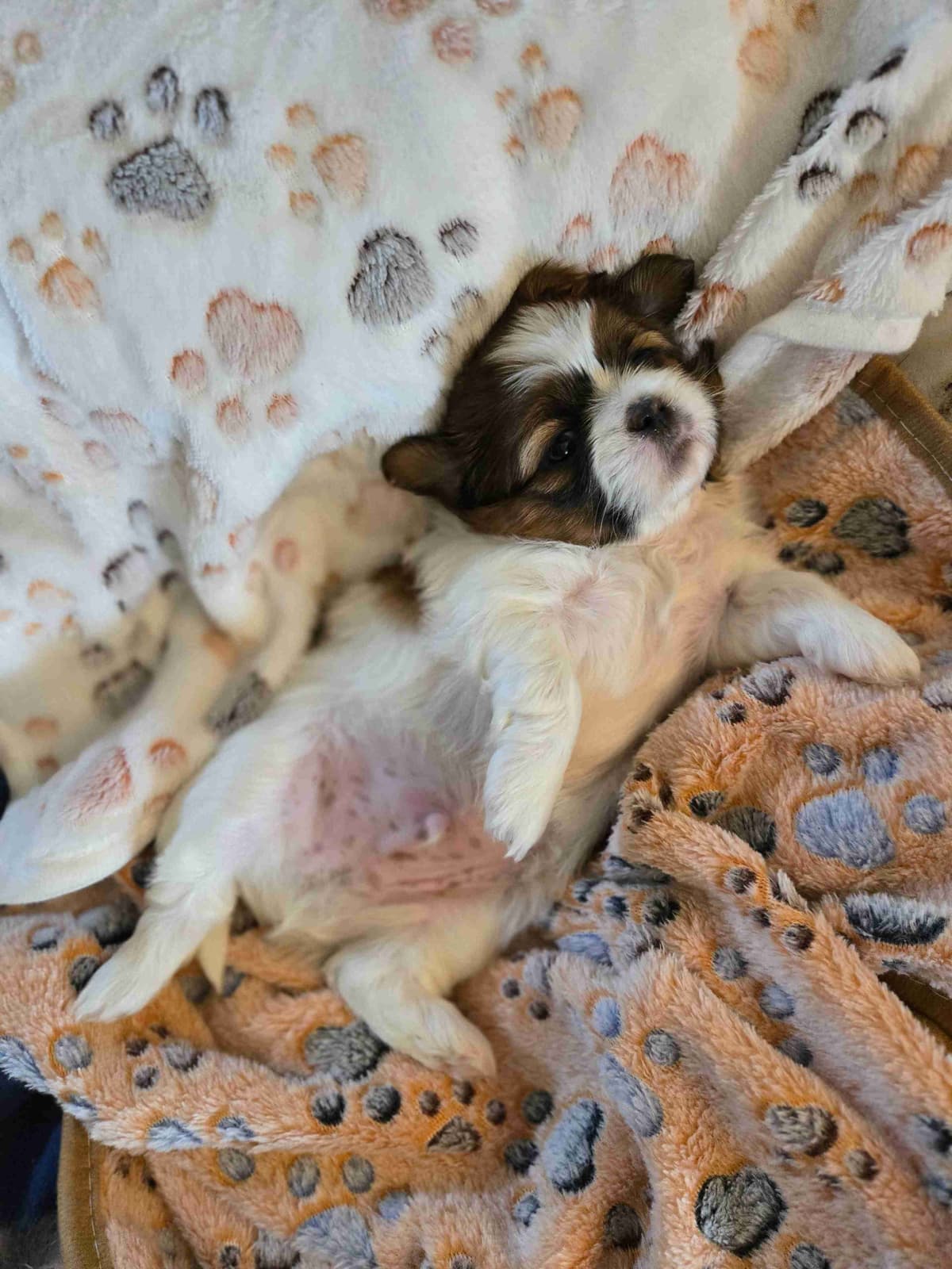 Shih Tzu Puppies breeder image 2