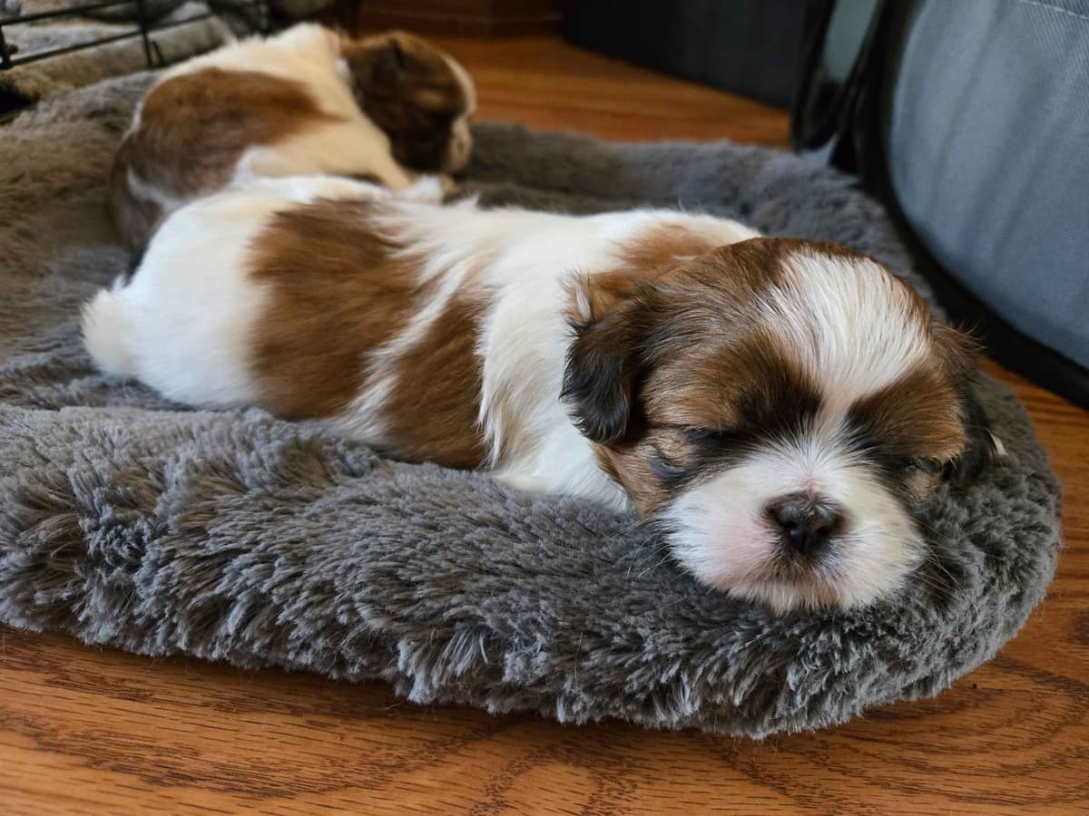 Shih Tzu Puppies breeder image 3