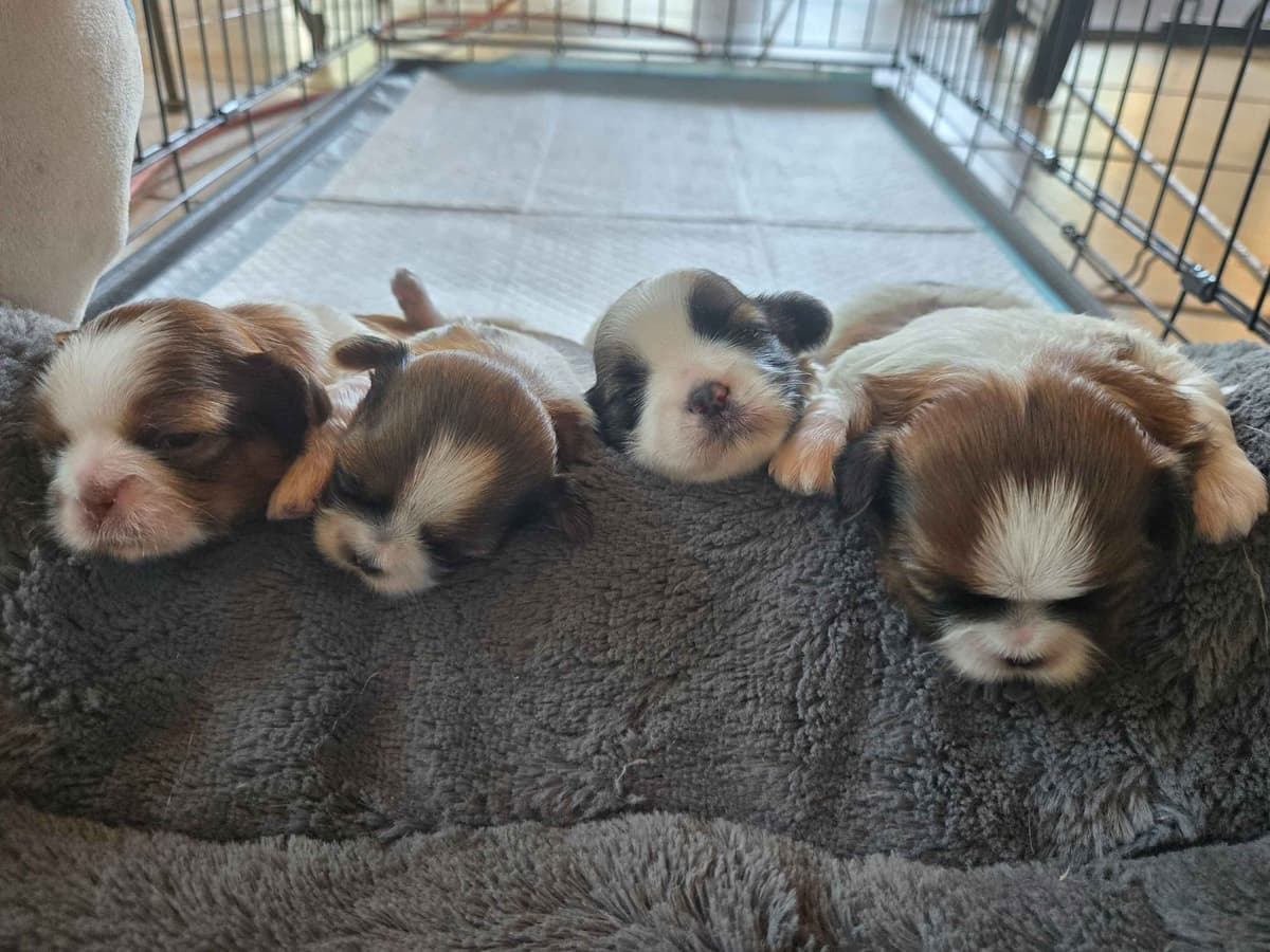 Shih Tzu Puppies breeder image 6