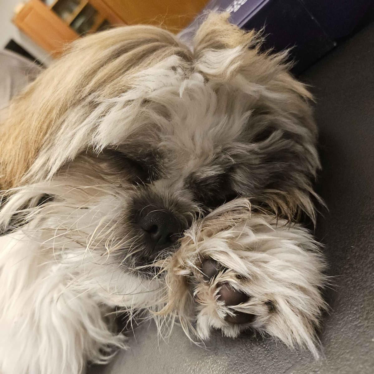 Shih Tzu Puppies breeder image 7