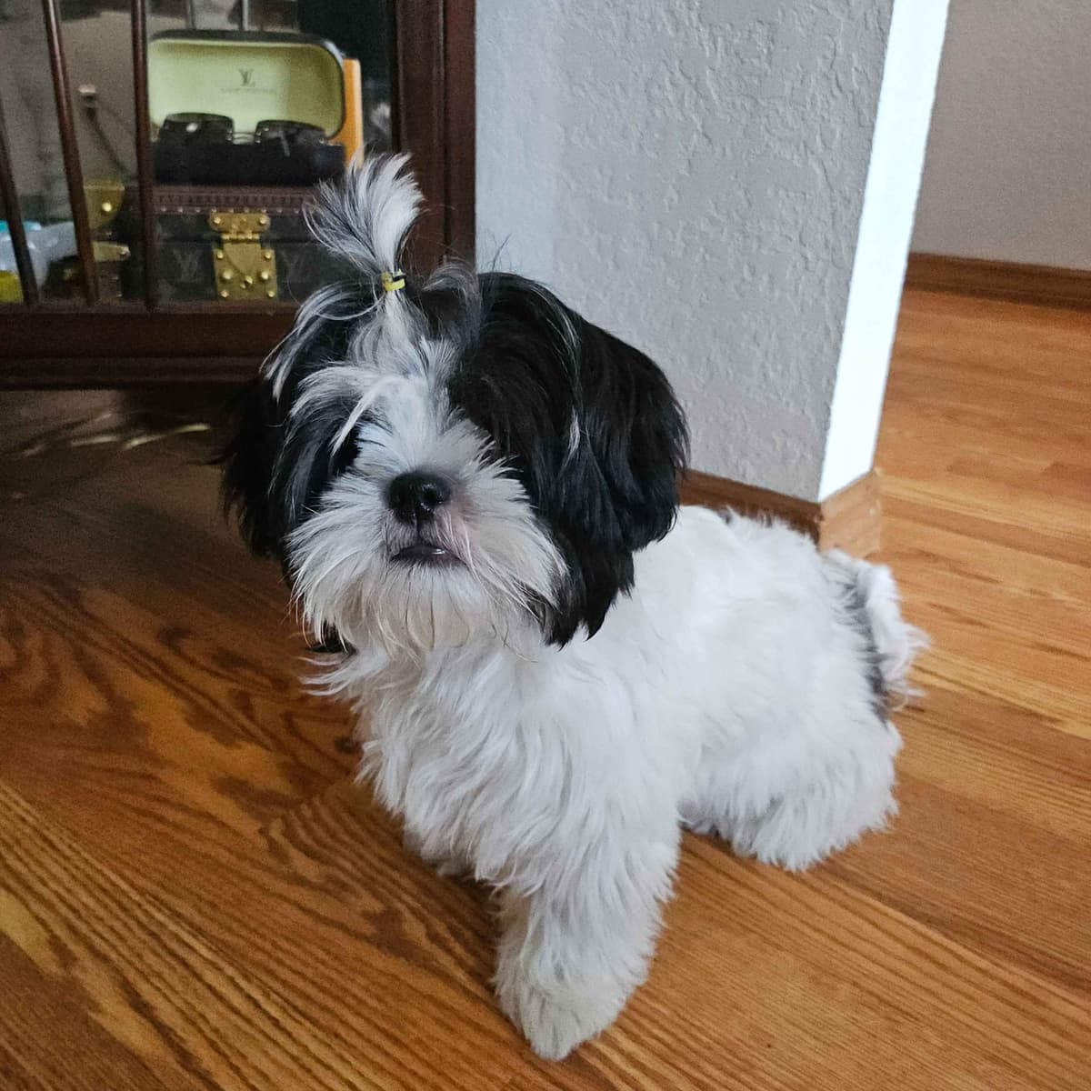 Shih Tzu Puppies breeder image 8
