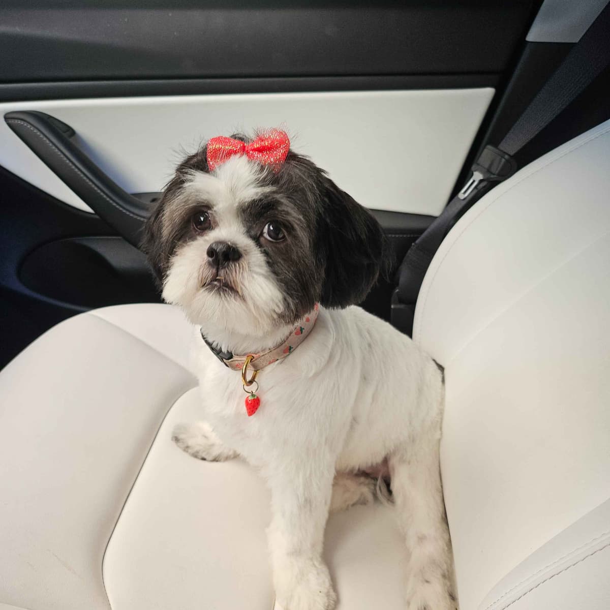 Shih Tzu Puppies breeder image 9