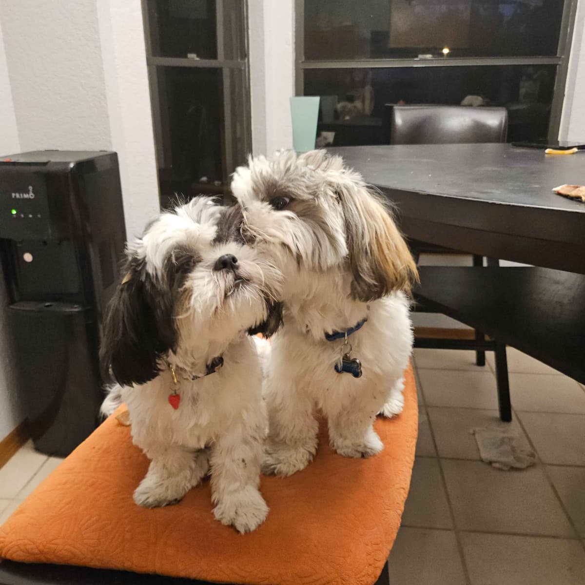 Shih Tzu Puppies breeder image 10