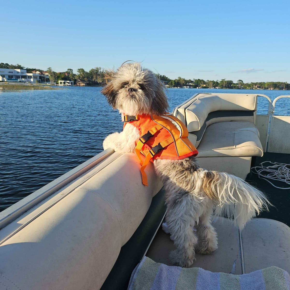 Shih Tzu Puppies breeder image 11