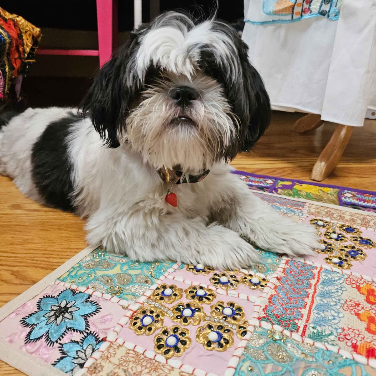 Shih Tzu Puppies breeder image 12