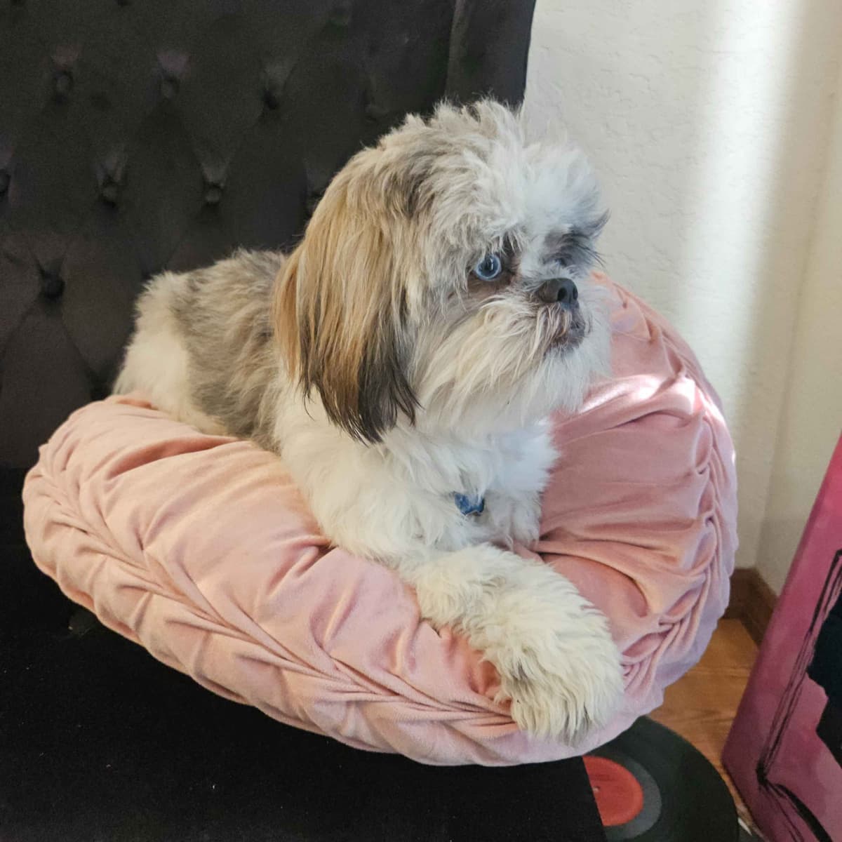 Shih Tzu Puppies breeder image 13