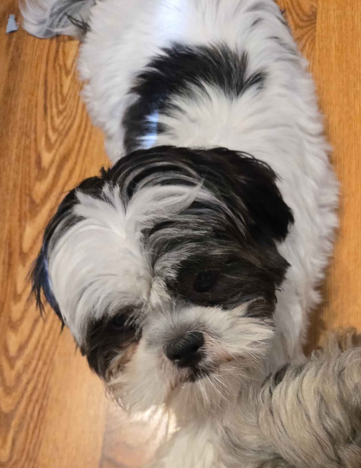 Shih Tzu Puppies breeder image 14