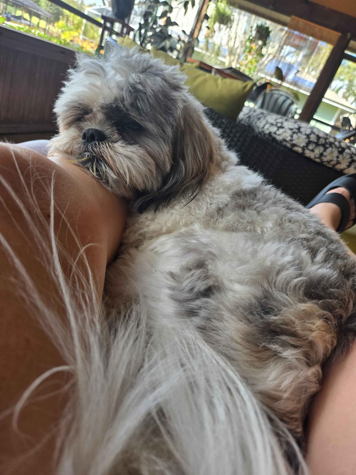 Shih Tzu Puppies breeder image 15